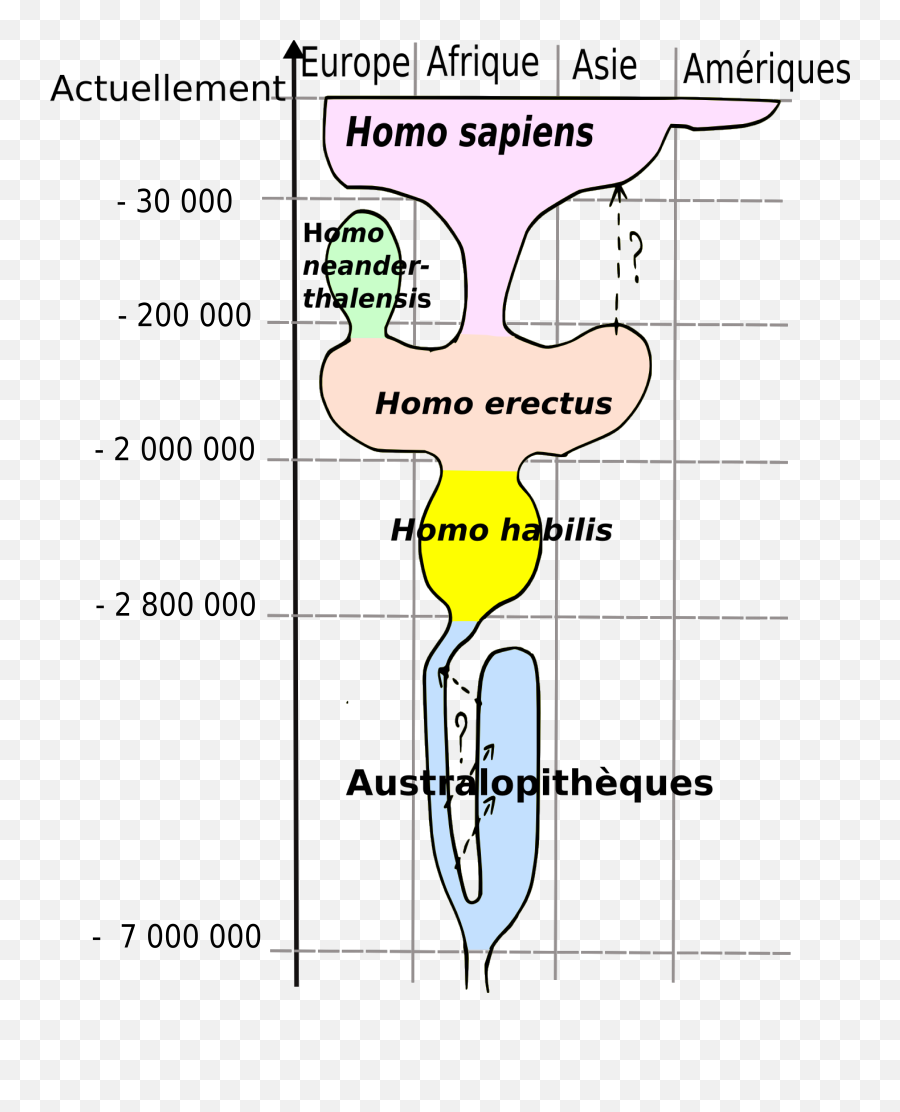 Human Evolution - Evolution Du Genre Homo Emoji,Evolution Png