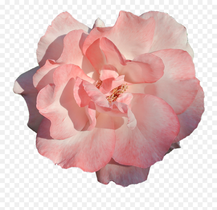 Flower Pink Rose Nature - Floribunda Emoji,Flower Transparent