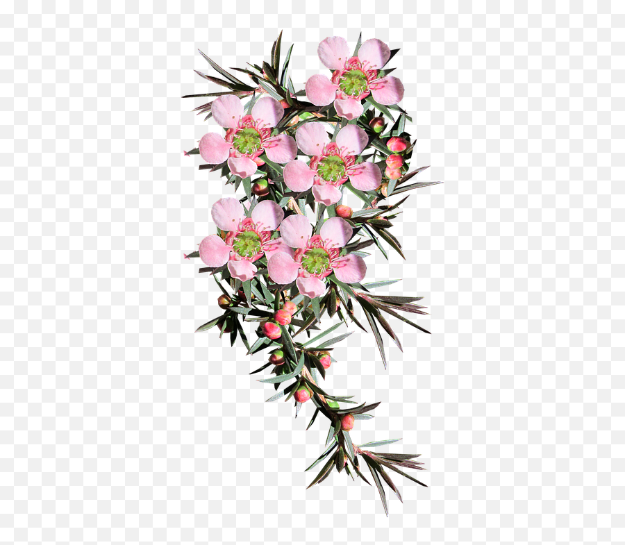 Free Photo Tea Tree Shrub Native Australian Pink Flower Emoji,Pink Flowers Transparent
