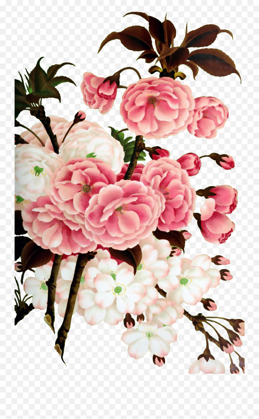 Cherry Blossom Vintage Art Free Stock Photo - Public Domain Emoji,Cherry Blossom Flower Png