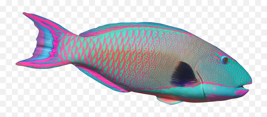 Download Tropical Fish Clipart Png File - Parrot Fish Clip Emoji,Coral Reef Fish Clipart