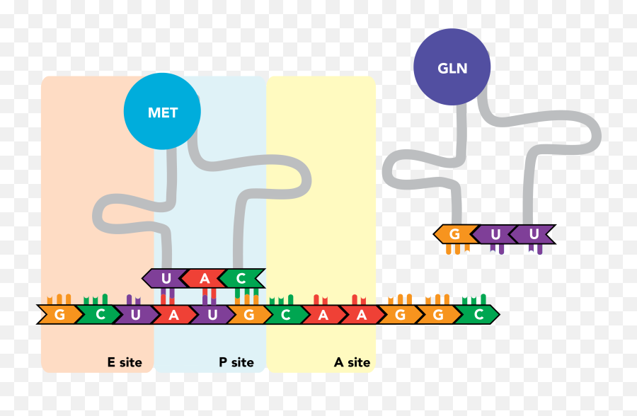 Molecular Biology Emoji,Rna Clipart