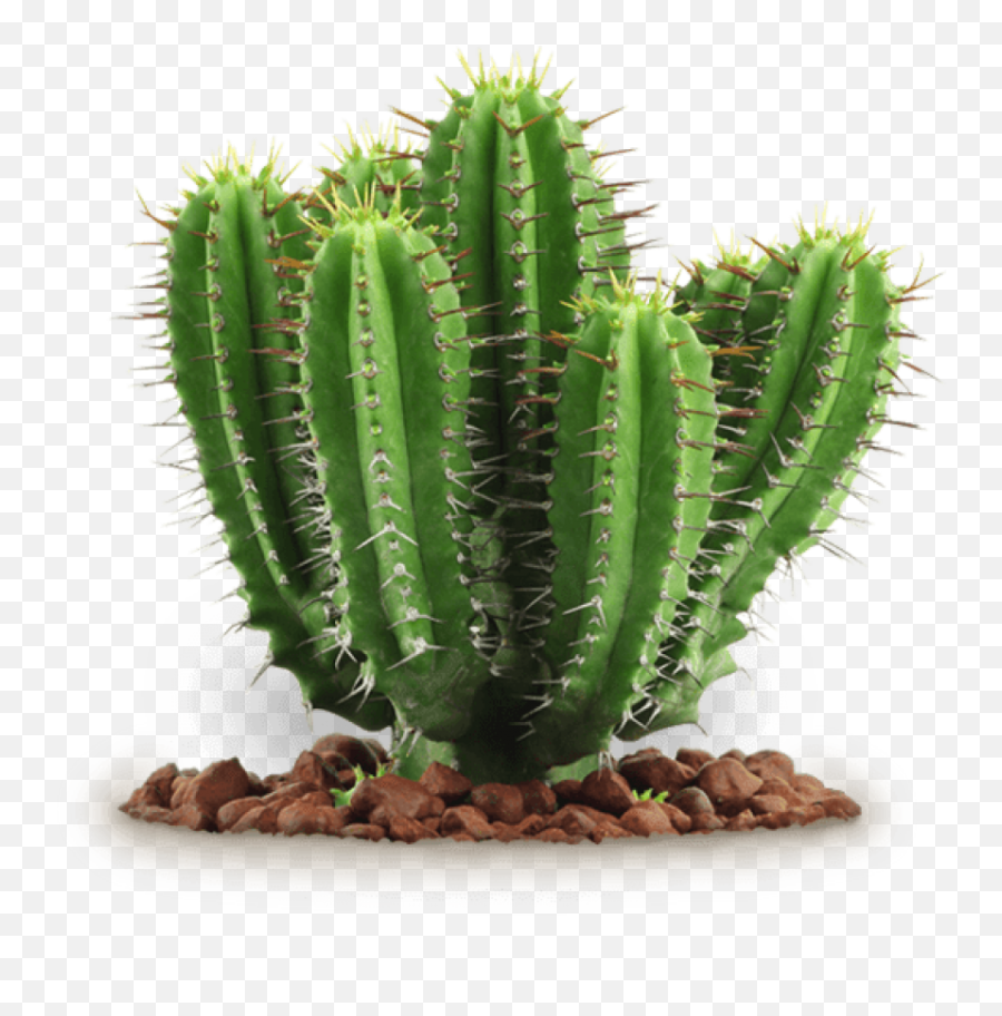 Download Cactus Clipart Png Photo - Transparent Cactus Plant Png Emoji,Cactus Clipart