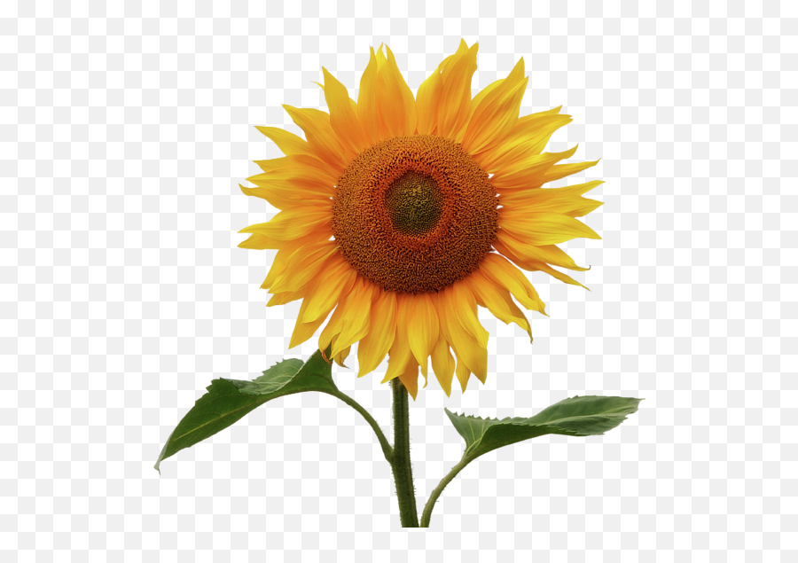 Sunflower And Red Sunset Sweatshirt - Sunflower Roblox T Shirt Desighn Emoji,Sunflower Transparent