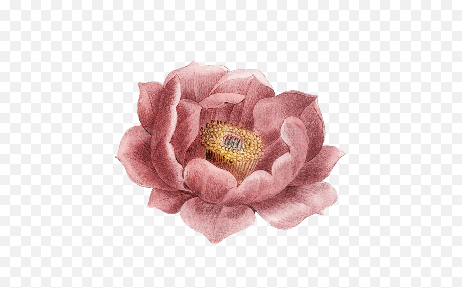 Vintage Flower Png Free Download - Photo 534 Pngfilenet Floribunda Emoji,Vintage Png