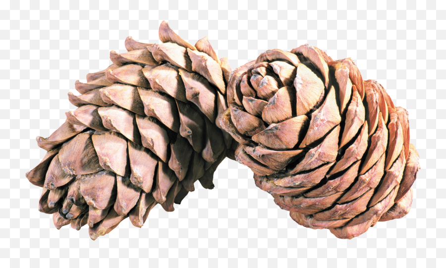 Pine Cone Png - Pomme De Pin Png Emoji,Pine Cone Clipart