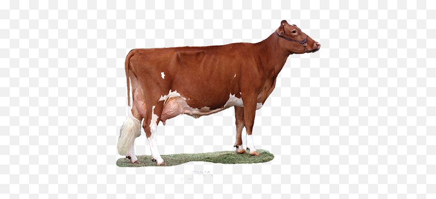 Indian Cow Png Download - Cow Emoji,Cow Png