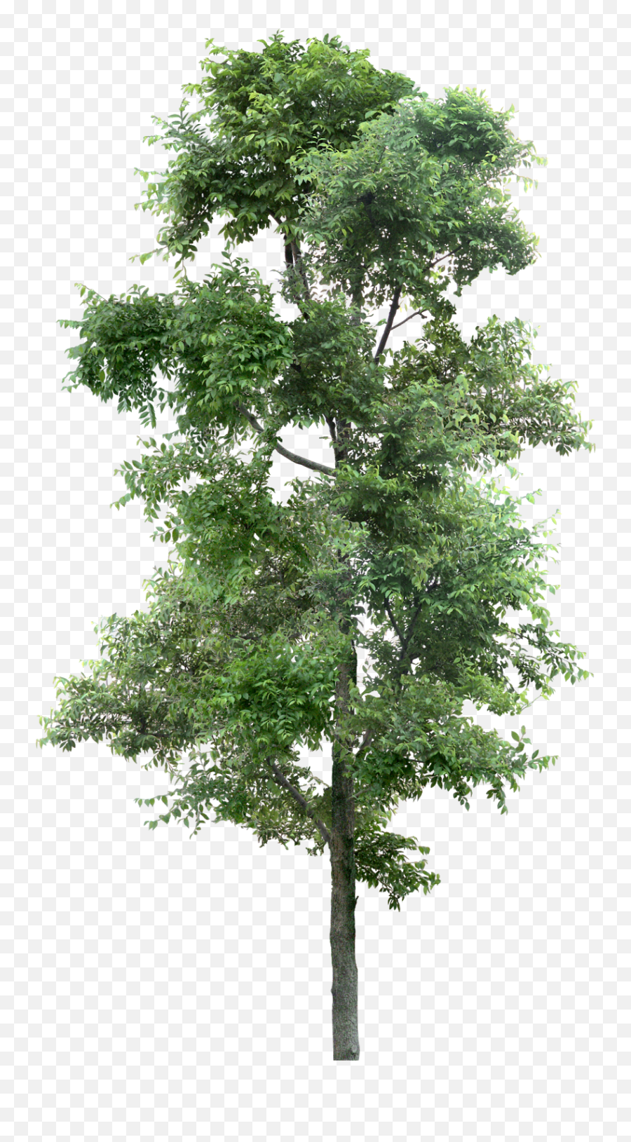 Tree Png - Tree Png Hd Emoji,Tree Png