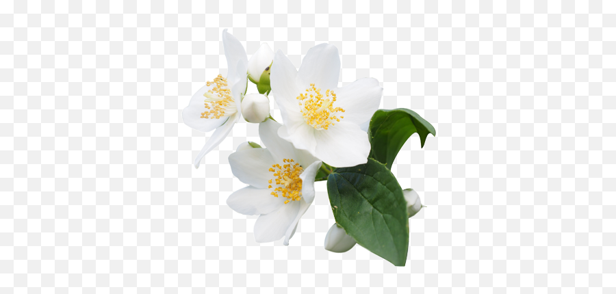 Jasmine Flower Png Transparent Free - Jasmim Png Emoji,Flower Transparent