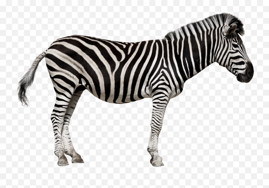 Zebra Png Image Hd Png Svg Clip Art For Web - Download Clip Emoji,Zebras Clipart