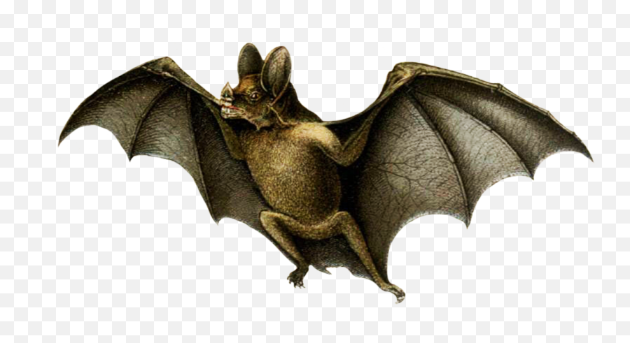 Bat Clipart - Bats Emoji,Bat Clipart