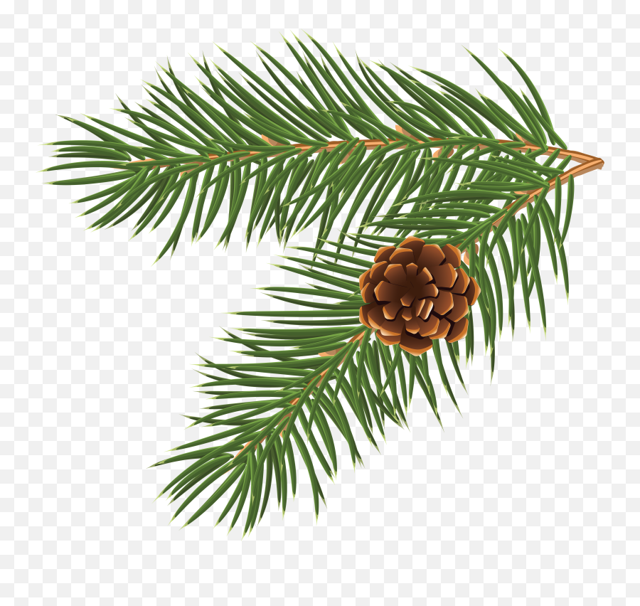 Holiday Clipart Pinecone Holiday - Cone Pine Tree Png Emoji,Pine Cone Clipart