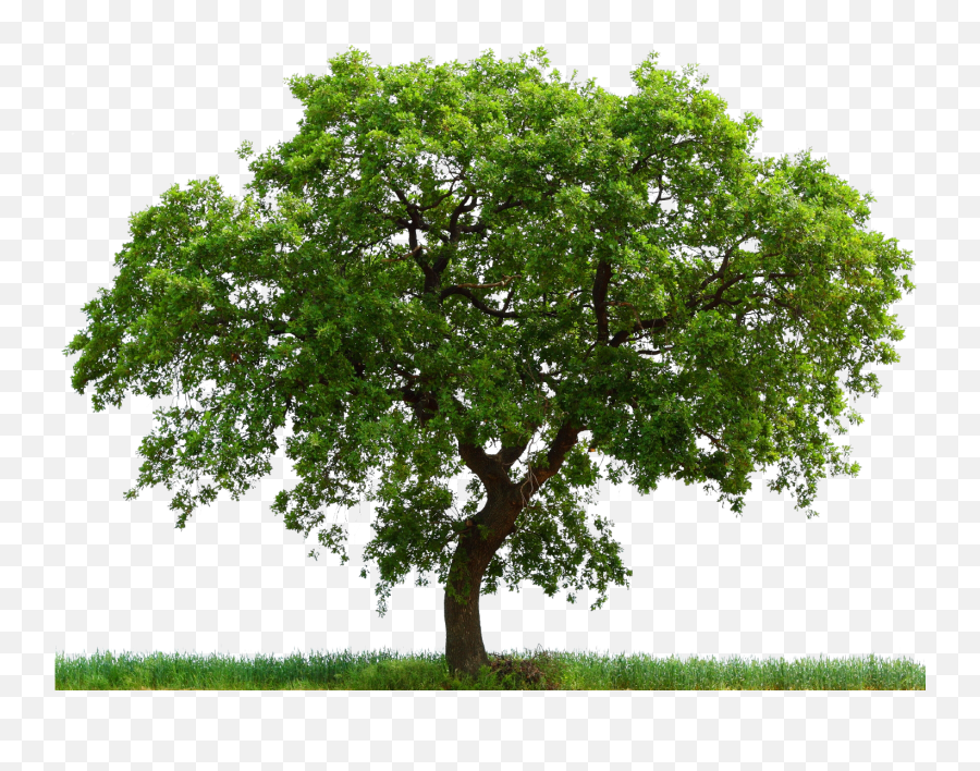White Oak Tree Transparent - Avocado Tree White Background Emoji,Oaktree Clipart