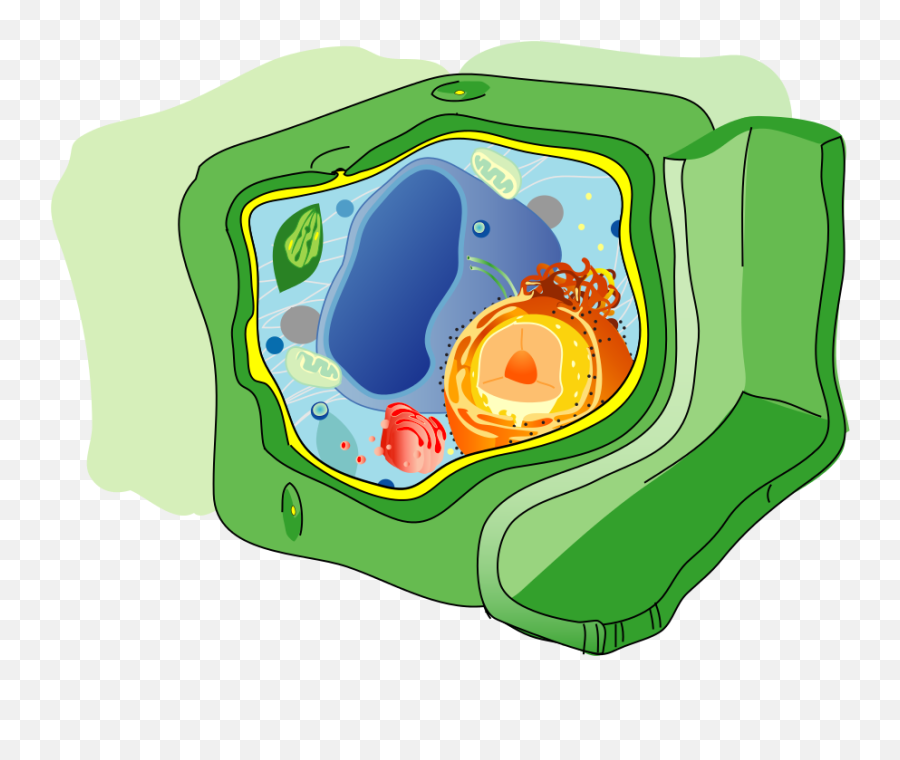 Fileplant Cell Structure No Text - 2svg Wikimedia Commons Transparent Background Plant Cell Png Emoji,Plant Transparent Background