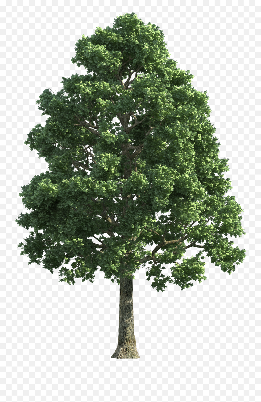 Tree Png Images Transparent Background - Transparent Background Tree Png Transparent Emoji,Tree Png
