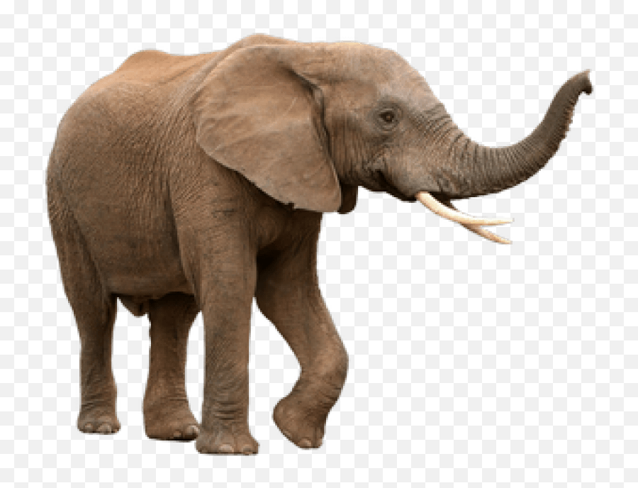 Transparent Elephant Png Free - African Elephant With White Background Emoji,Elephant Png