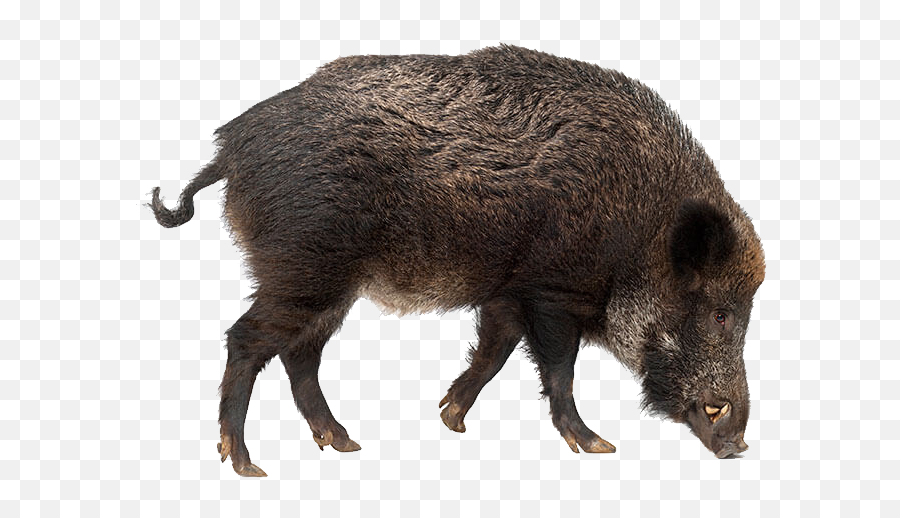 Boar Png Images Free Download Wild Pig Png Emoji,Wild Boar Clipart