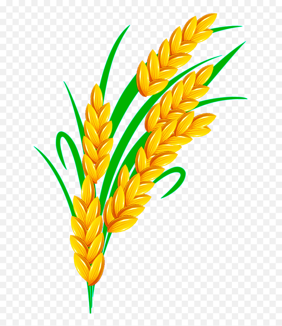 Rice Euclidean Vector - Rice Grain Vector Transparent Emoji,Wheat Transparent