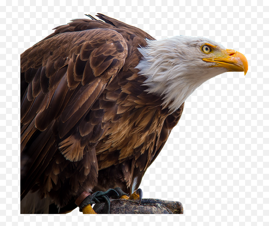Bald Eagle Bird Of Prey White - Tailed Eagle Bird Png Emoji,Eagle Transparent Background
