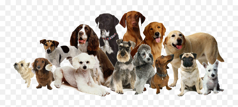 Dog Breeder Png U0026 Free Dog Breederpng Transparent Images - Different Breeds Of Dogs In One Emoji,Dog Png