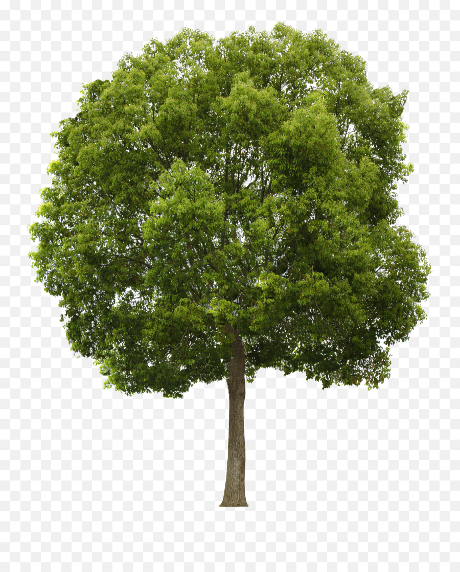 Download Tree Png Hq Png Image - Tree Png Emoji,Tree Png