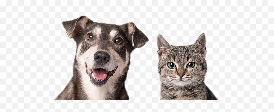 Kalamazoo Humane Society - Dog Kalamazoo Humane Society Emoji,Cat Transparent