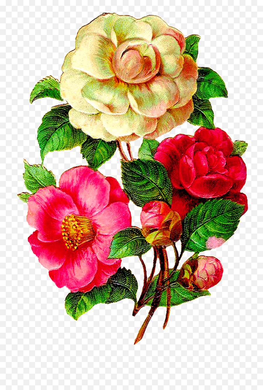 Vintage Flower Illustration Png Clipart - Full Size Clipart Emoji,Vintage Floral Png