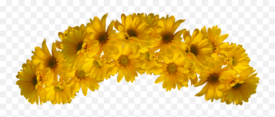 Daisies On Yellow Background Images 1871 Kbyte Wi31 Emoji,Yellow Background Png