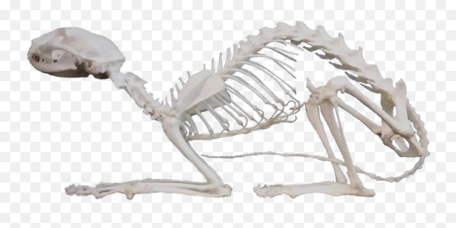 Cat Skeleton - Cat Skeleton Transparent Background Emoji,Skeleton Transparent