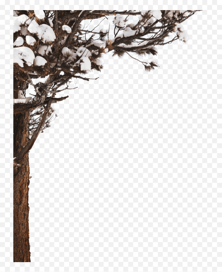 Winter Snowfall Editing Background Download Full Hd 2020 - Winter Snow Tree Png Emoji,Snow Background Png