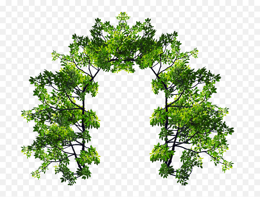 Arch Leaves Png Transparent Png - Transparent Tree Arch Png Emoji,Tree Branches Png