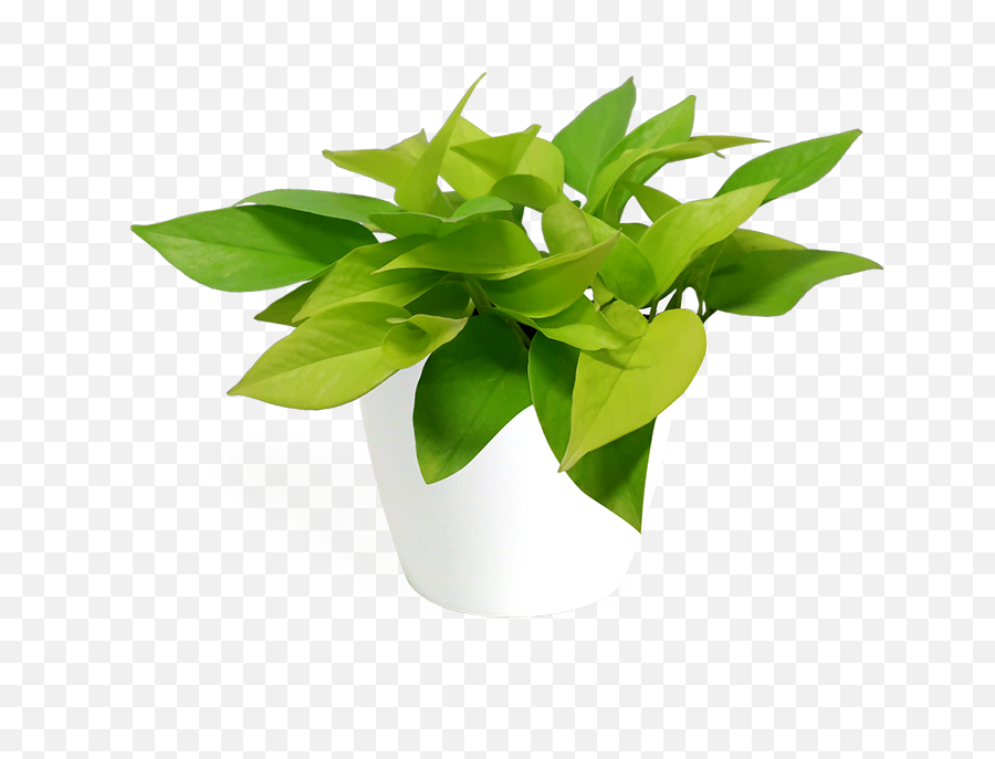 Neon Pothos Small - Golden Pothos White Pot Png Emoji,Plant Transparent Background