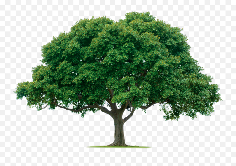 Tree Png - Oak Tree Png Emoji,Tree Png