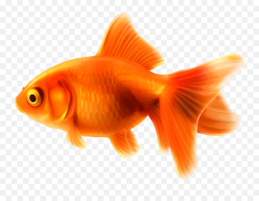 Small Animal Food - Goldfish Clipart Png Emoji,Fish Food Clipart