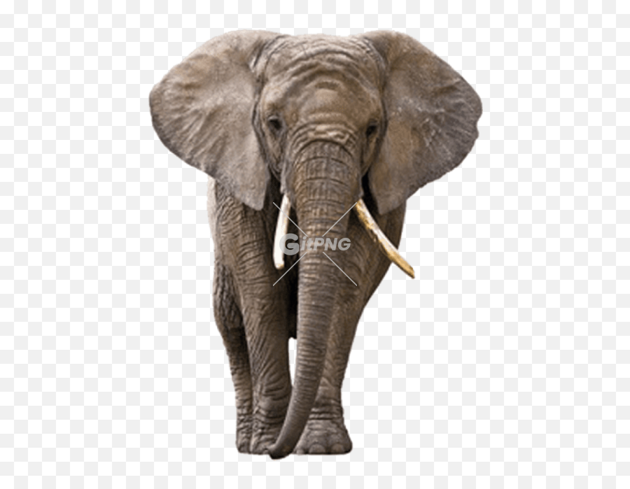 Elephant Png Elephant Transparent - Elephant Png Emoji,Elephant Png