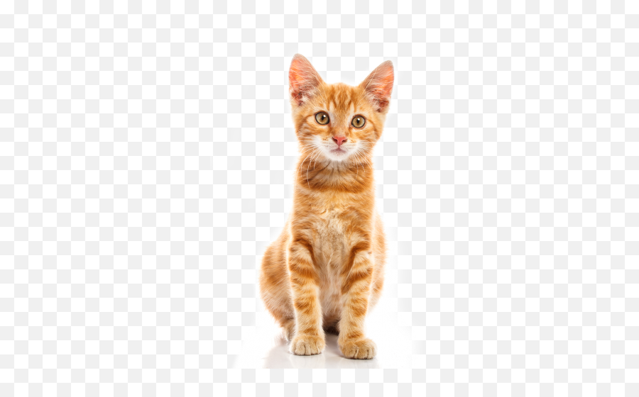 Cat Png Cat Transparent Background - Cat Emoji,Cat Transparent