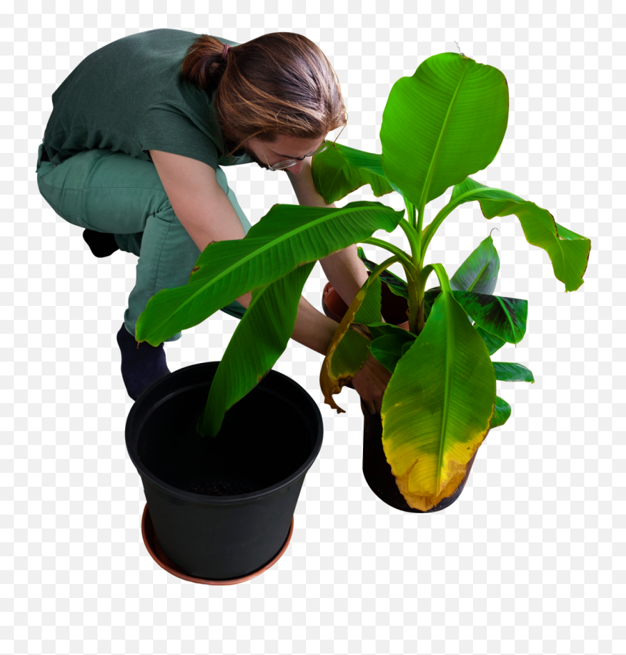 Replanting His Banana Trees Png Image For Free Download Emoji,Plants Transparent Background