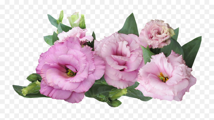 Download Free Photo Of Prairie Rosepinkflowerfree Emoji,Pink Flower Transparent Background
