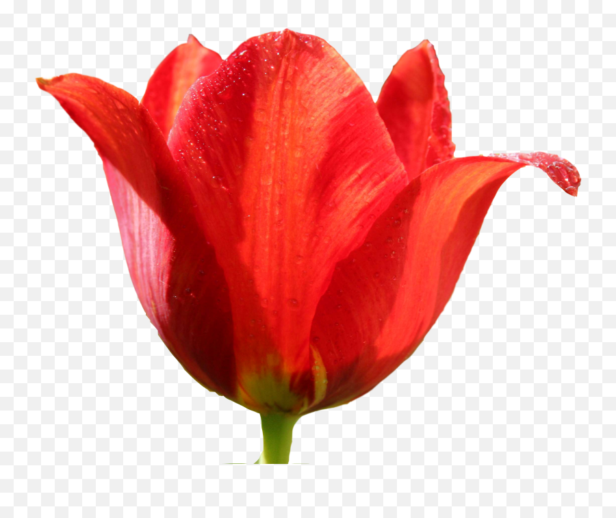 Tulip Clip Art - Tulip Png Image Png Download 23481904 Red Tulips Transparent Emoji,Tulip Clipart