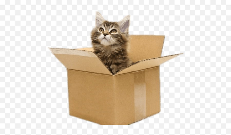 Cat Clipart Box - Cat Is In The Box Full Size Png Download Emoji,Fluffy Cat Clipart
