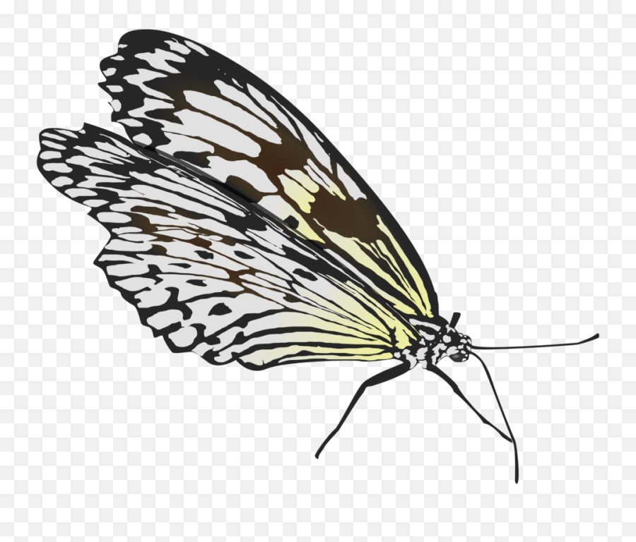 Free Clip Art Butterfly By Glombool - Butterfly Folded Wings Emoji,Butterfly Outline Clipart