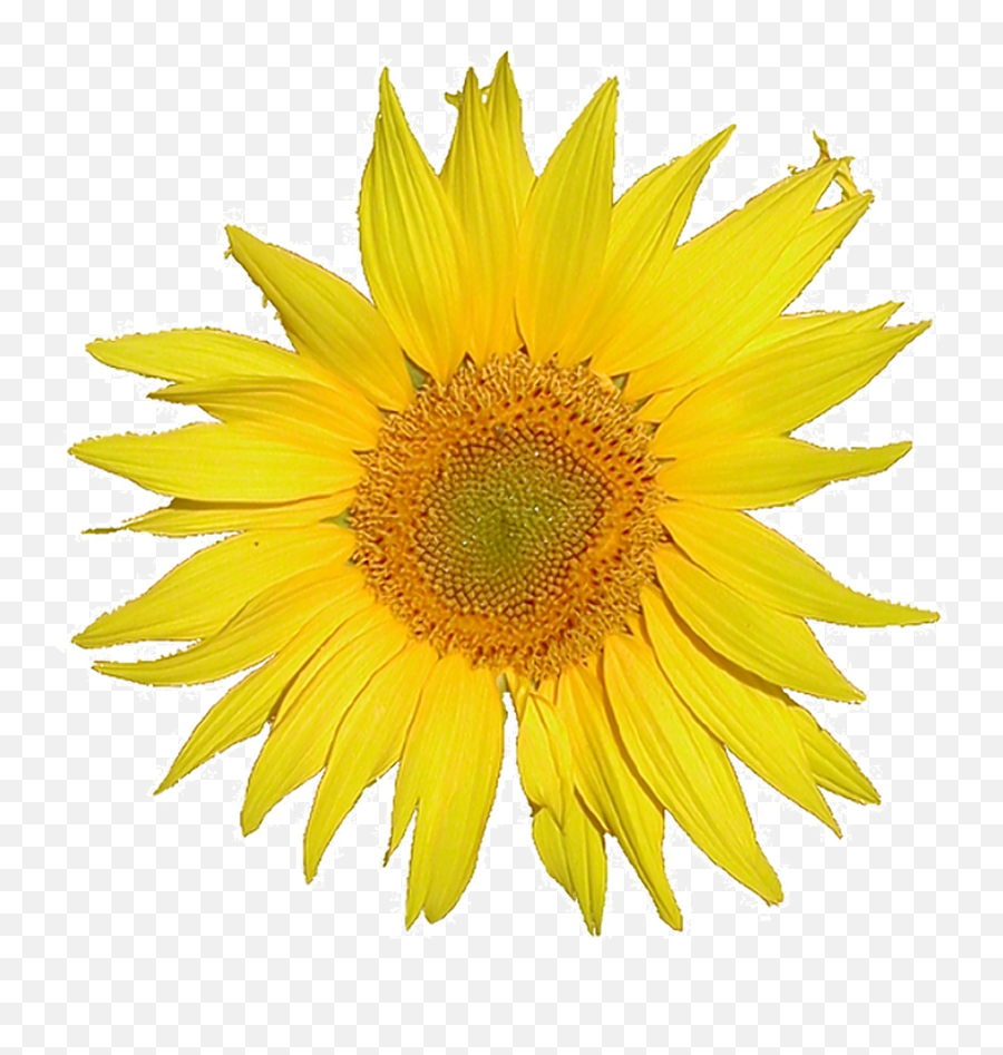 Mediawiki Logo Sunflower Tournesol - Mediawiki Wikipedia Emoji,Sunflowers Png