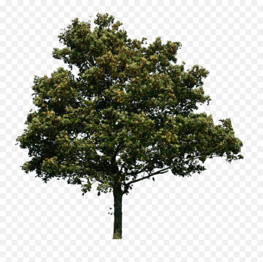 Download Tree Png Image Download - Transparent Realistic Tree Png Emoji,Tree Png