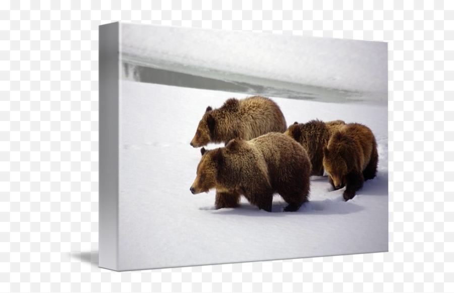 Grizzly Bear And Her Cubs By Mike Cavaroc - Picture Frame Emoji,Cubs Bear Logo