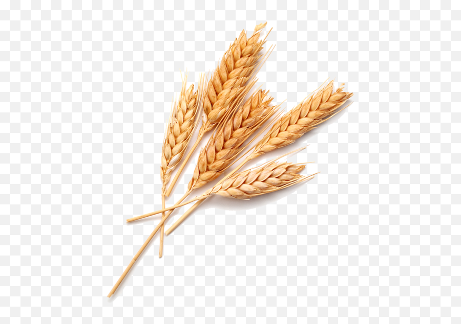 Wheat Food Bread Grass Family Emmer For Thanksgiving - 800x863 Emoji,Wheat Transparent