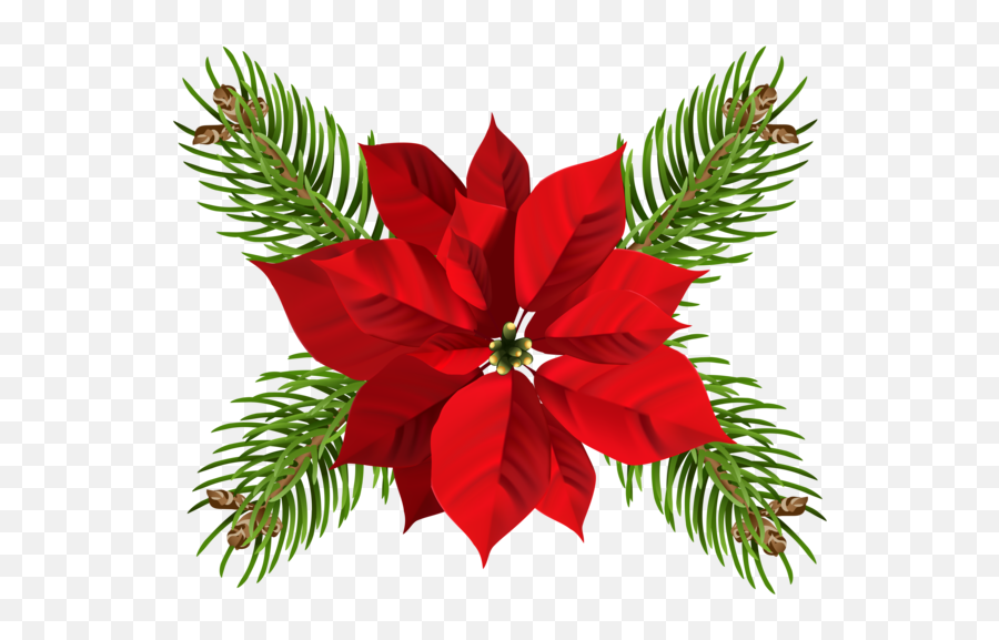 Poinsettia Flower Christmas Evergreen Pine Family For Emoji,Evergreen Clipart