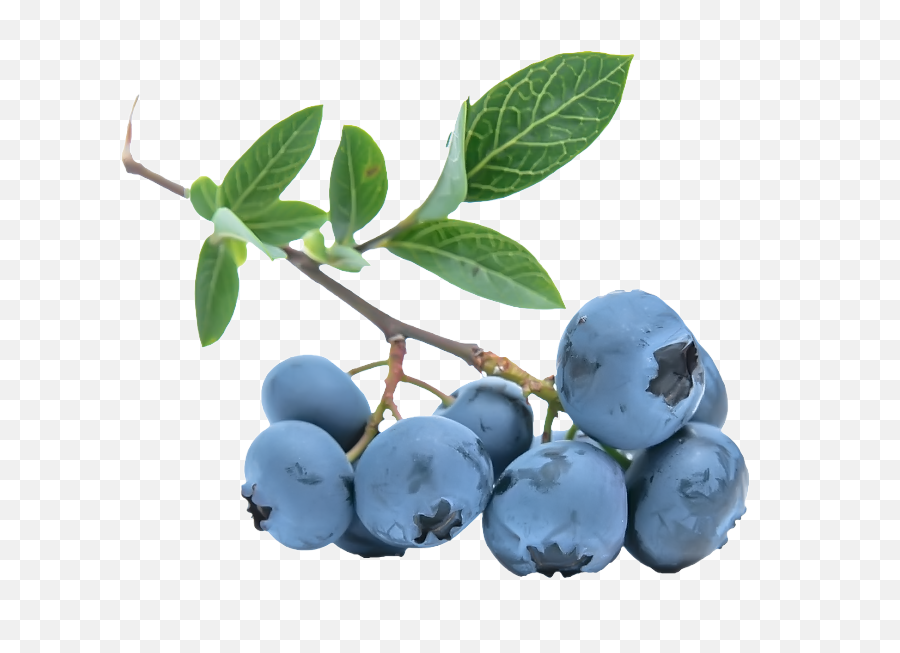 Blueberries Png - Juniper Berries Png Emoji,Blueberry Clipart