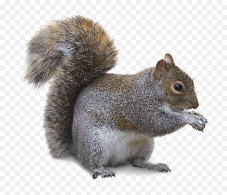Squirrel Png Transparent Image - Grey Squirrel Png Emoji,Squirrel Png