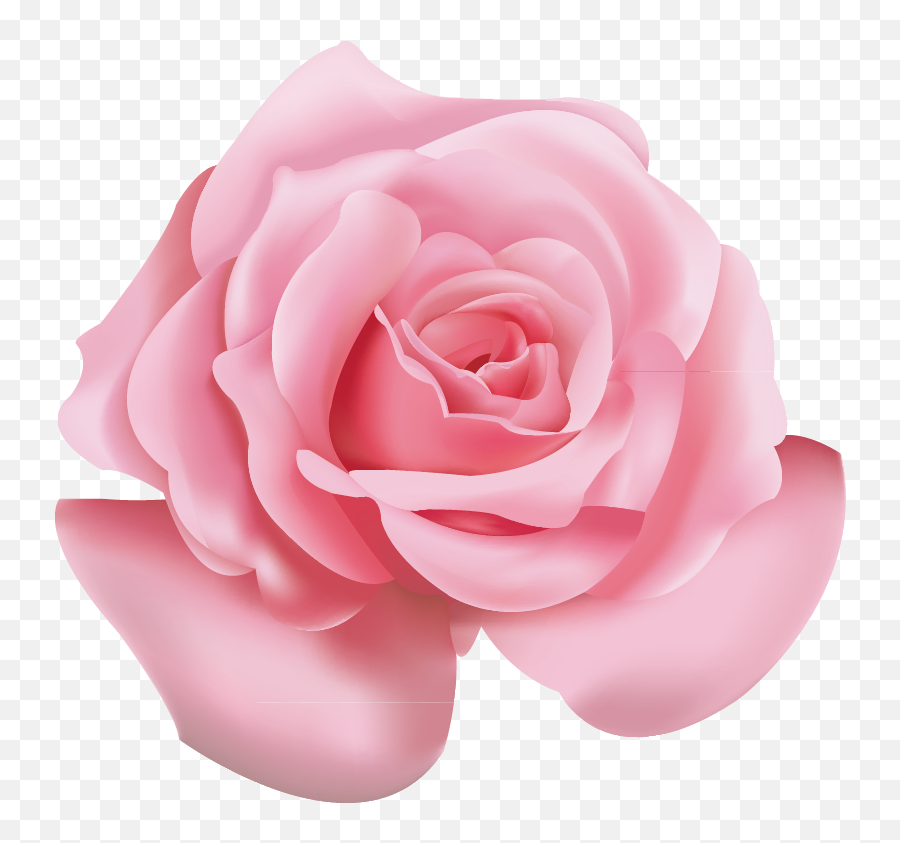Beach Rose Pink Flower Icon - Pink Roses Flower Png Emoji,Pink Flower Png