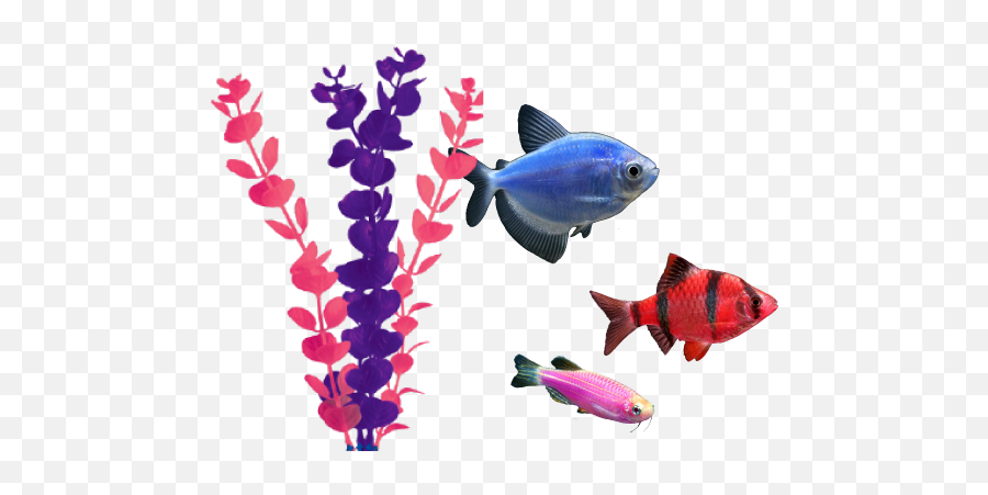 Fish Tank - Colour Fish Transparent Background Emoji,Fish Transparent Background